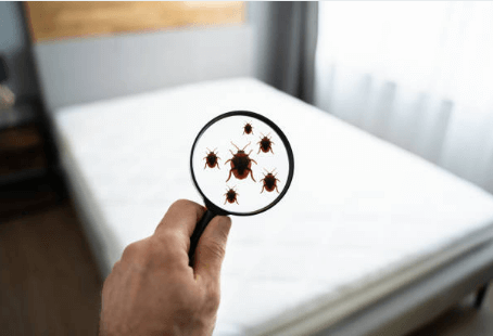 Comment savoir si on a des punaises de lit ?